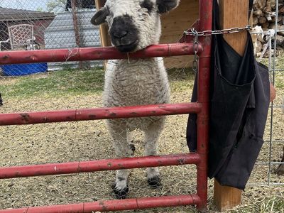 Valais/Baby Doll wether - Adorable & Playful - Ready for a New Home