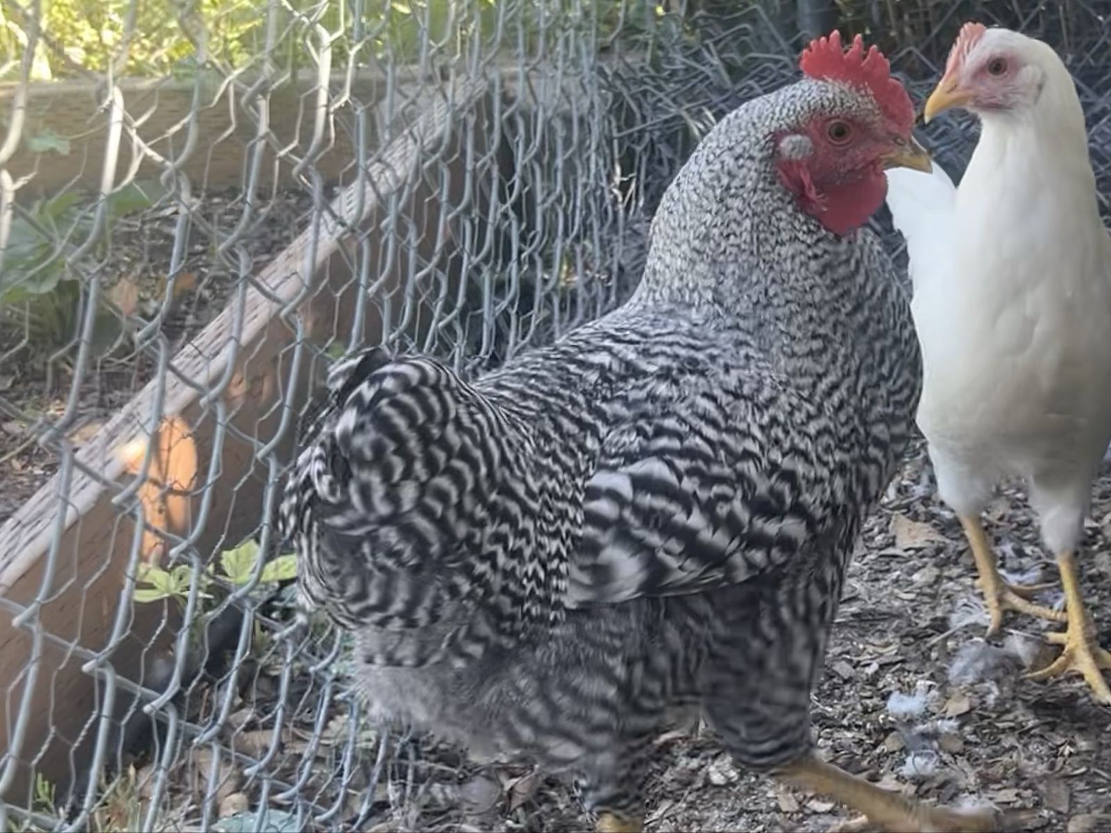 Roosters!