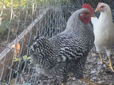 Roosters!