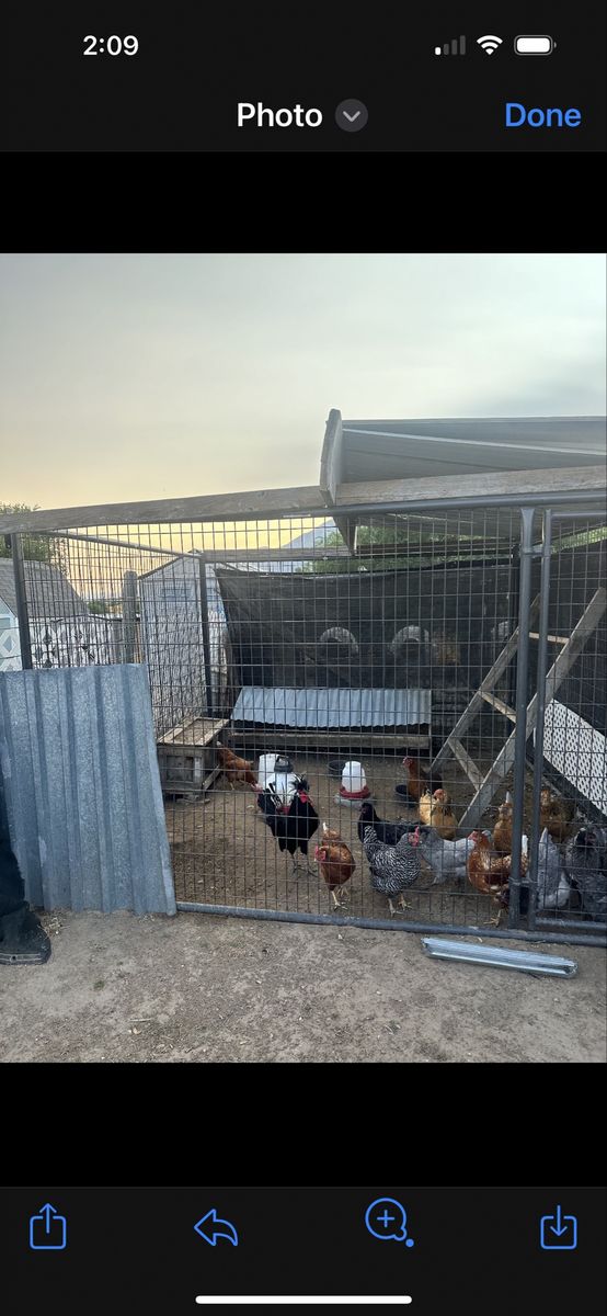 Laying Hens and Chickens - Assorted Breeds