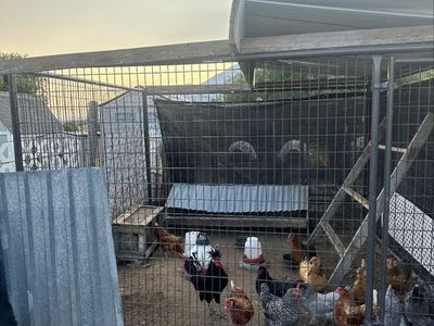 Laying Hens and Chickens - Assorted Breeds