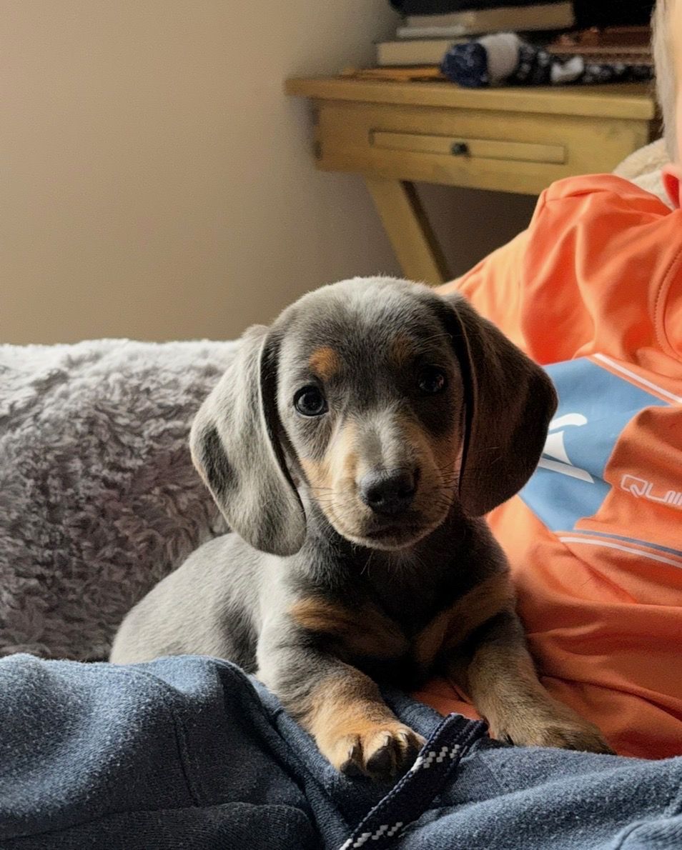 "Boog" Blue/Tan AKC Mini Dachshund