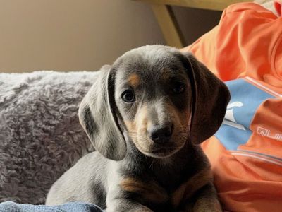 "Boog" Blue/Tan AKC Mini Dachshund