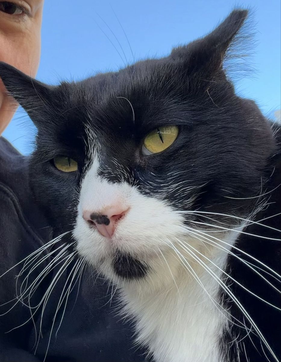 Cat looking for a good home - Saratoga springs