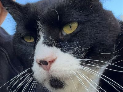 Cat looking for a good home - Saratoga springs