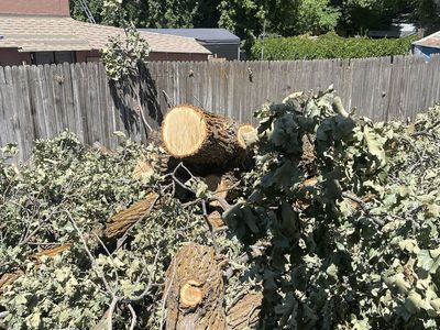 Fresh Cut Wood Chunks & Branches - Hardwood Firewood/Landscaping Material - Large Quantity