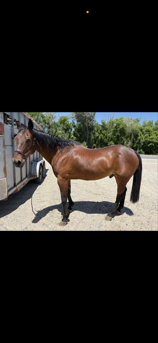 16yo Gelding