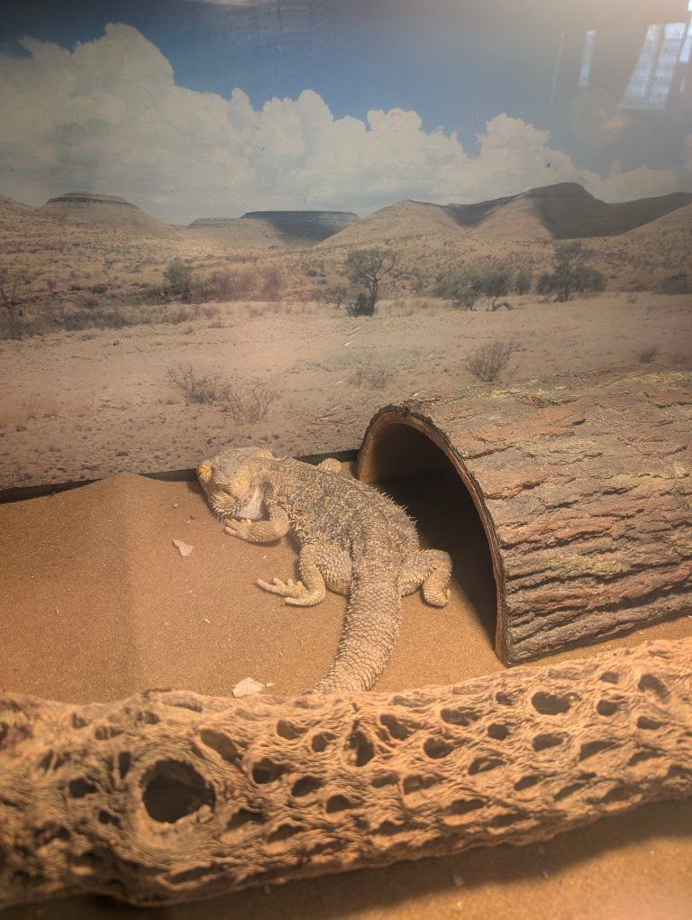 Bearded Dragon and Enclosure