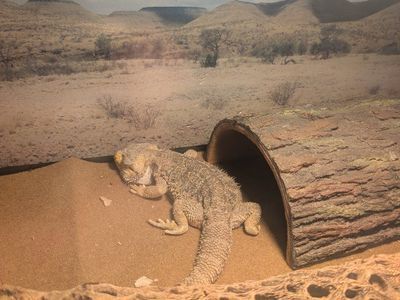 Bearded Dragon and Enclosure