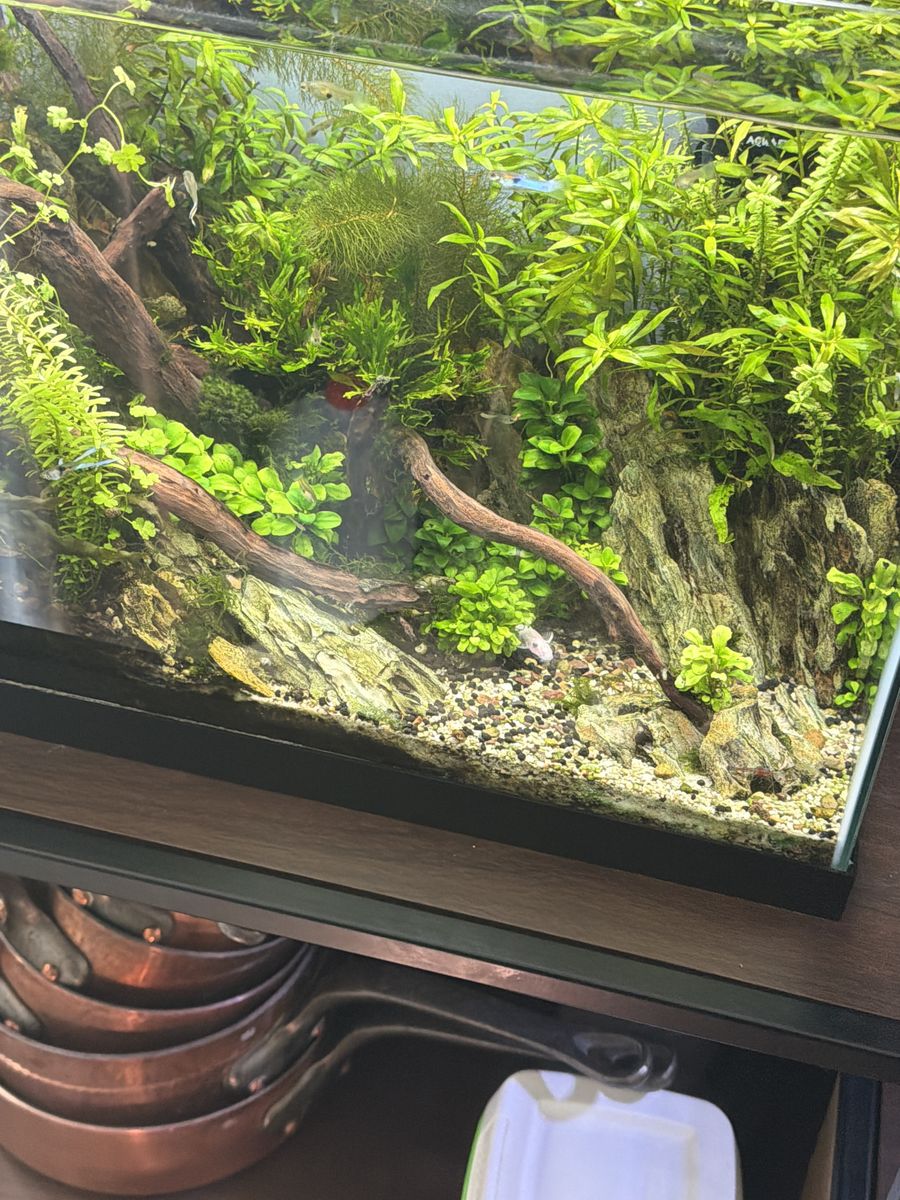 Janpanese hybrid Lyretail Endlers