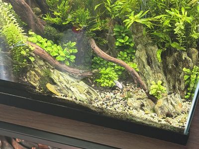 Janpanese hybrid Lyretail Endlers