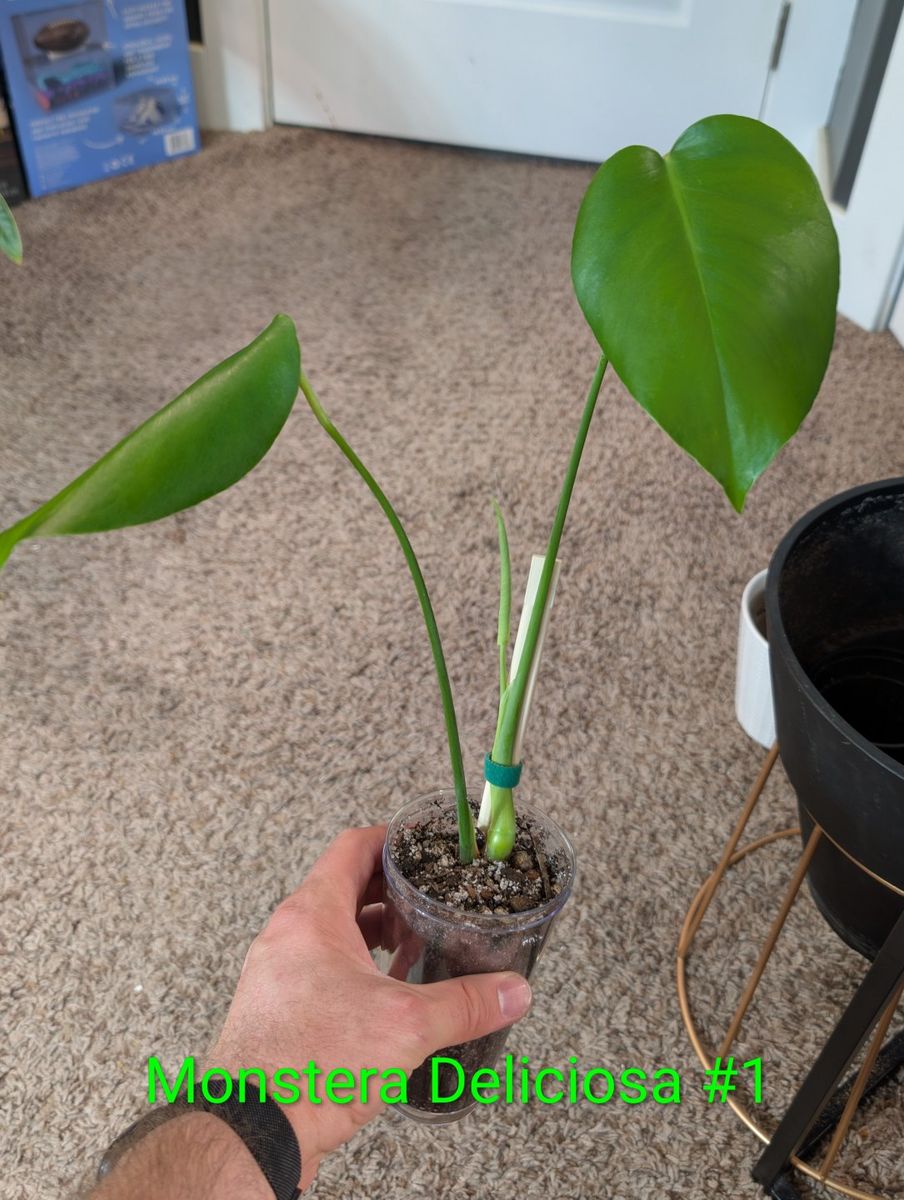 Monstera Deliciosa Potted Baby Plants & Cuttings