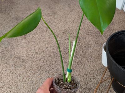 Monstera Deliciosa Potted Baby Plants & Cuttings