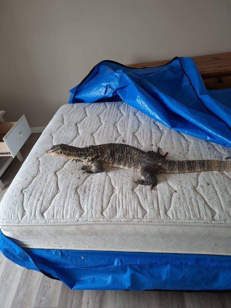 water monitor