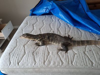 water monitor