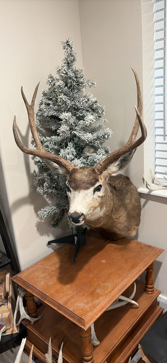 Taxidermy mount
