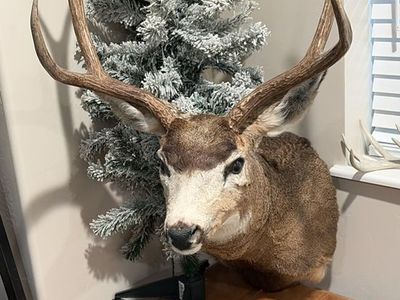 Taxidermy mount