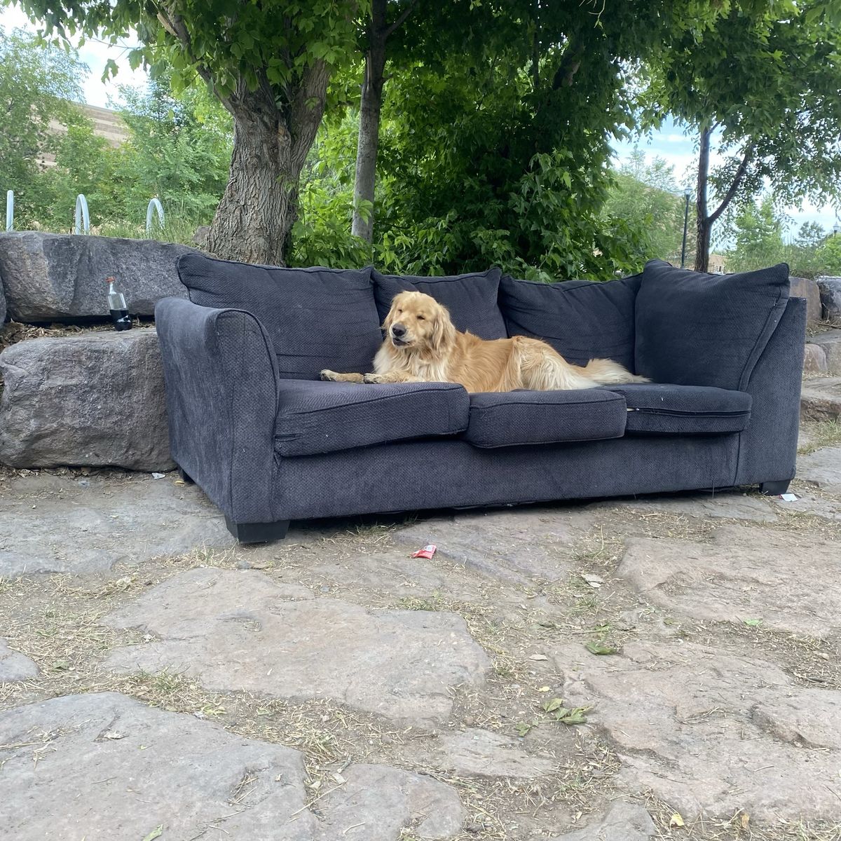 Golden retriever 