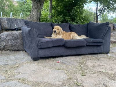 Golden retriever