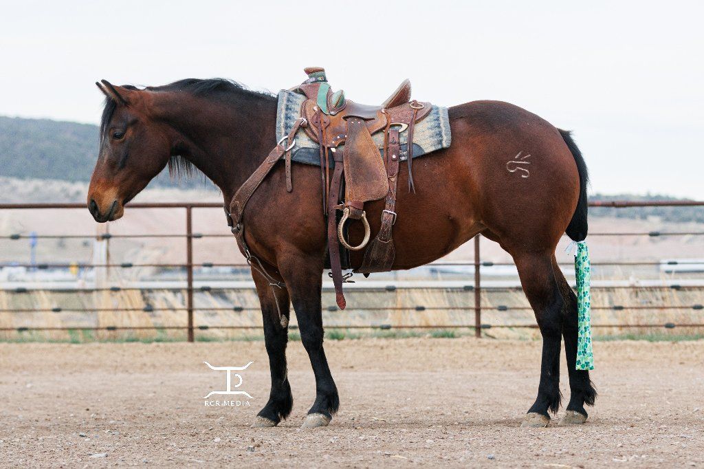 Bad Photos = Slower Horse Sales (I Fix That)