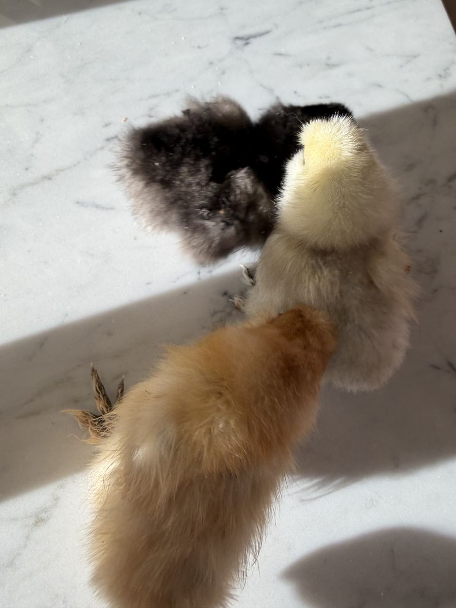 3 Silkies