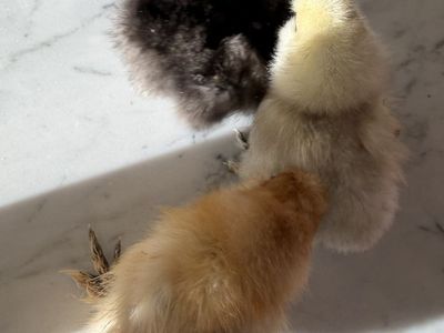 3 Silkies