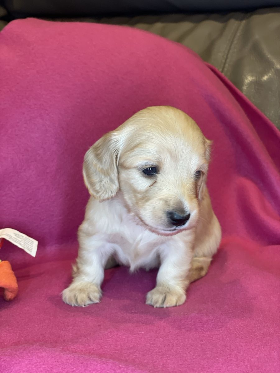 AKC Mini Longhair Dachshund
