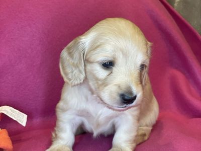 AKC Mini Longhair Dachshund