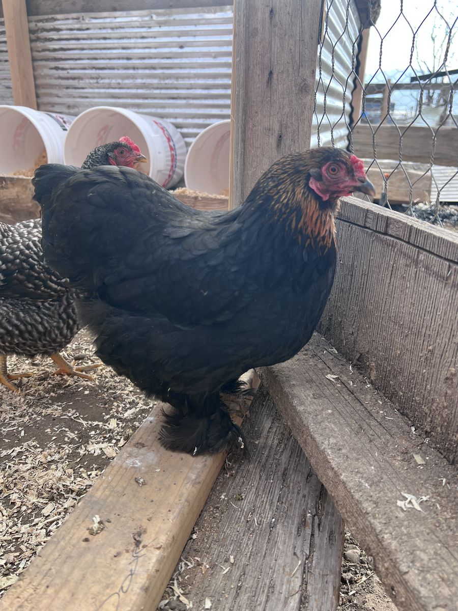 Mini Cochin Bantam HeN