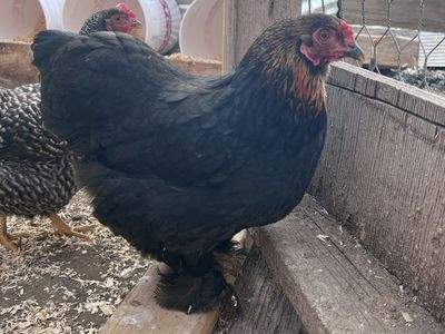 Mini Cochin Bantam HeN