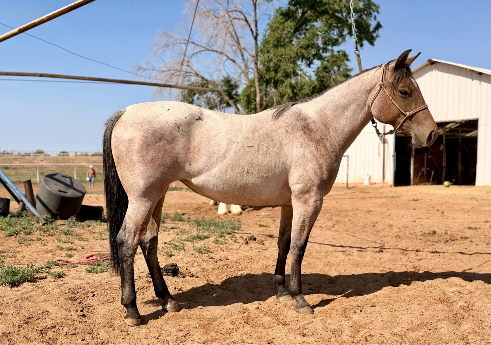 Grade 2 year old bay roan filly