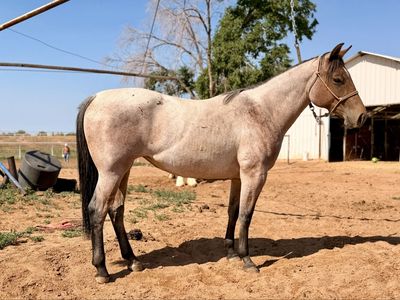 Grade 2 year old bay roan filly