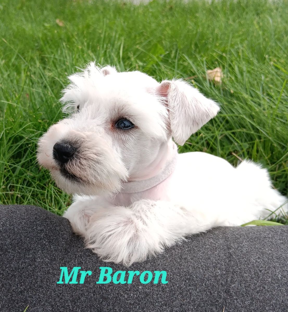 Miniature Schnauzer Mr Baron