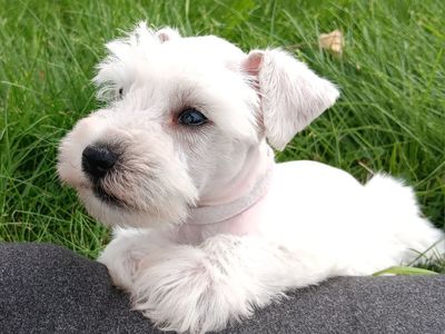 Miniature Schnauzer Mr Baron
