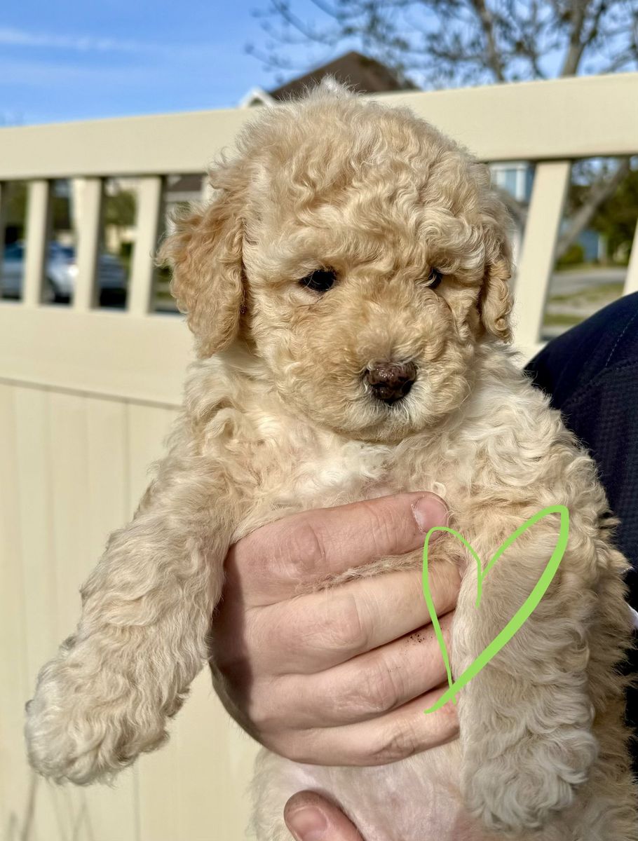 Lowered $ for locals RARE Apricot & Blue Merle Mini Bernedoodle Puppies (Blue Eyes, Non-Shedding)