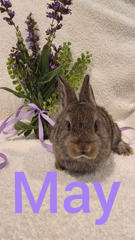 Netherland Dwarf rabbit