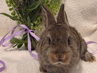 Netherland Dwarf rabbit