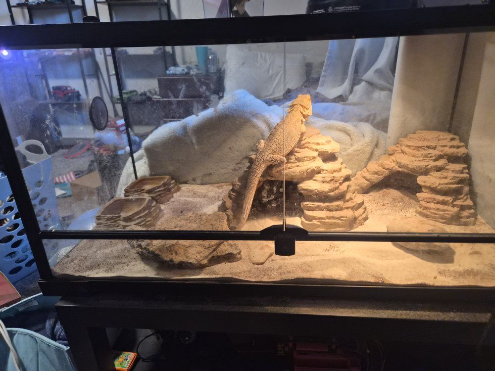 bearded dragon and leopard gecko with supplies