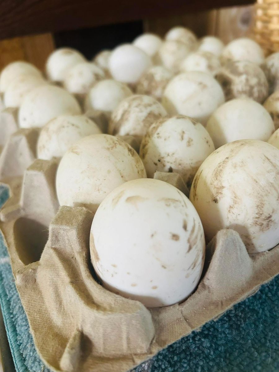 Fresh Duck Eggs