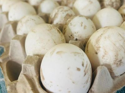Fresh Duck Eggs
