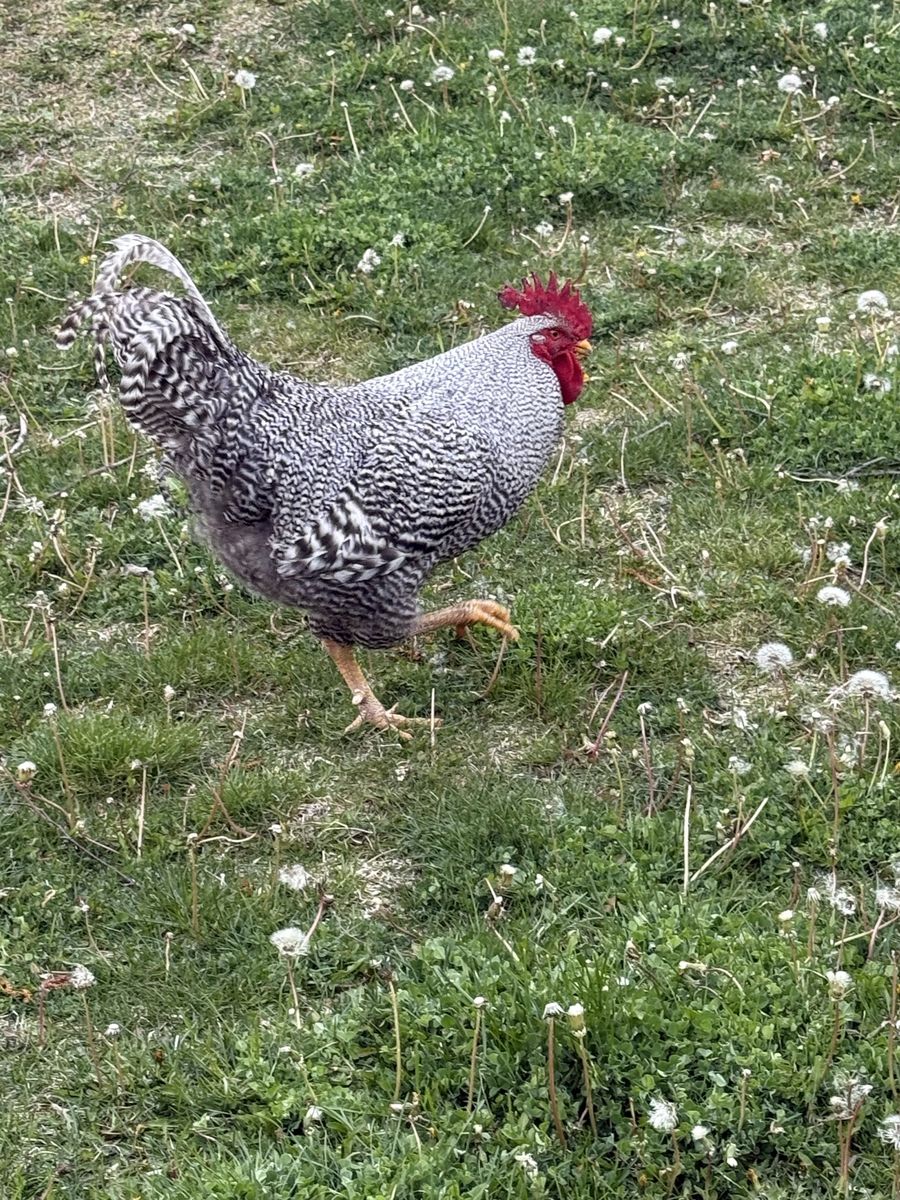 Free Barred Rock Rooster