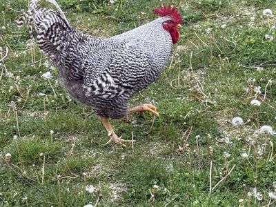 Free Barred Rock Rooster