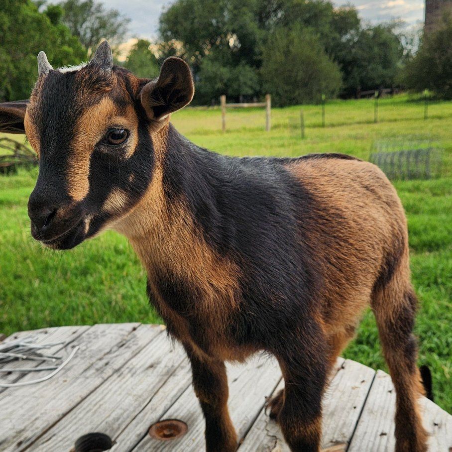 Nigerian Dwarf Buckling