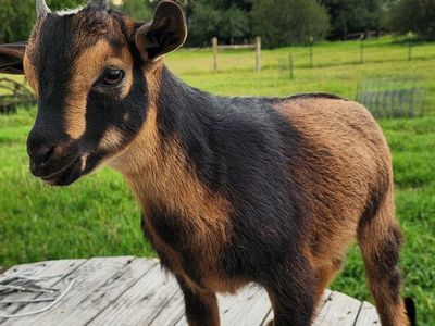 Nigerian Dwarf Buckling