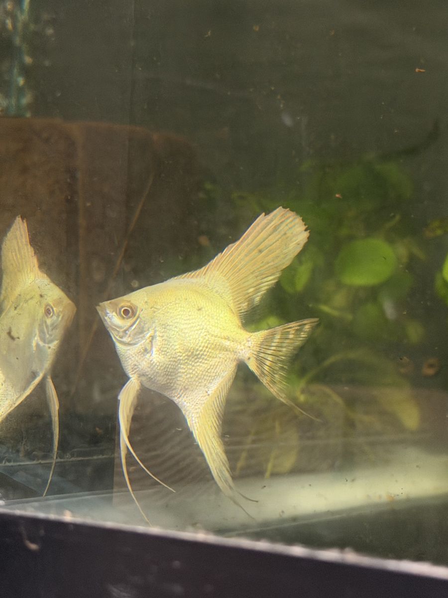 Albino golden Angel
