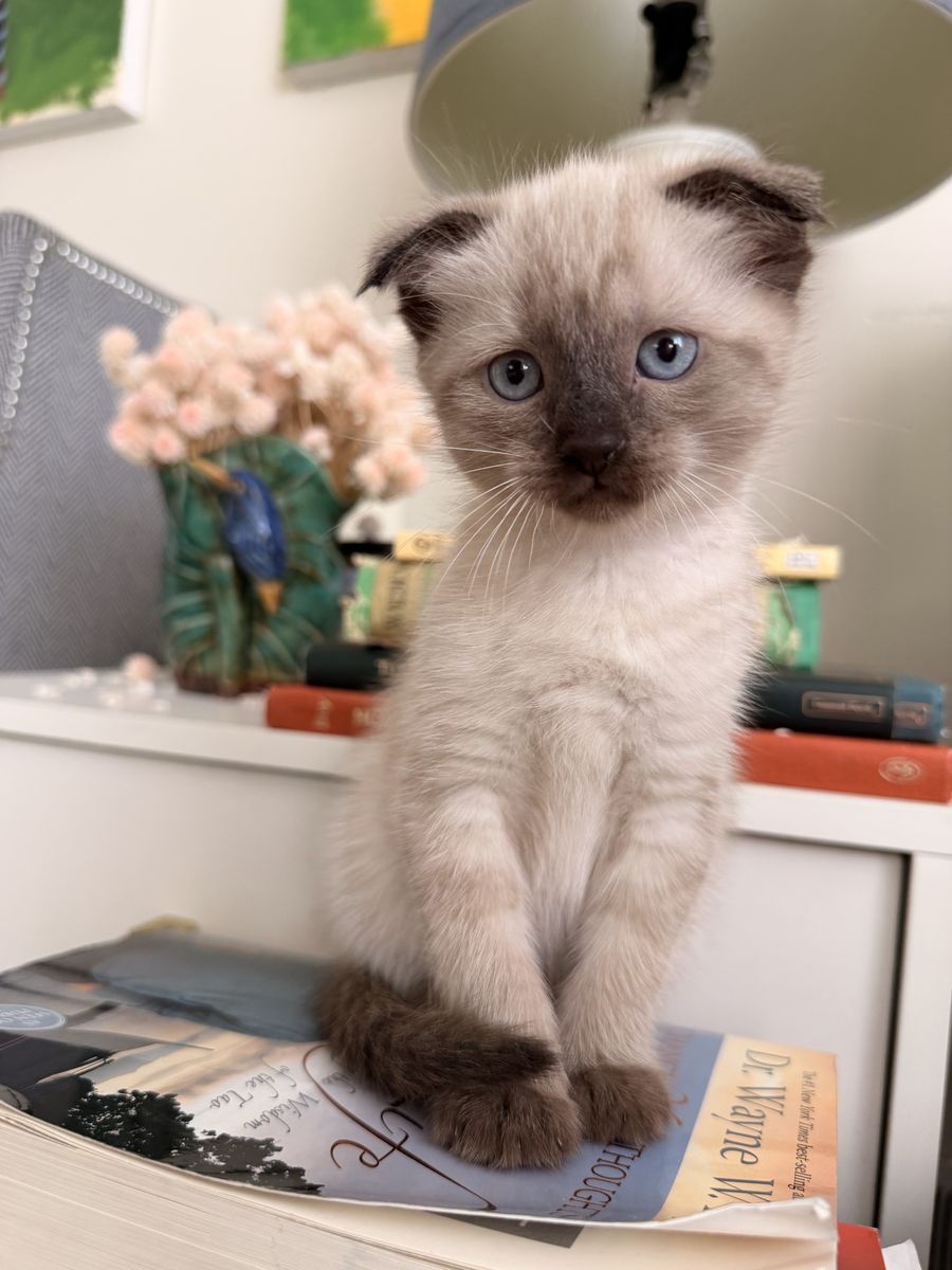 Scottish Fold kittens