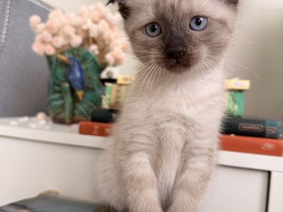 Scottish Fold kittens