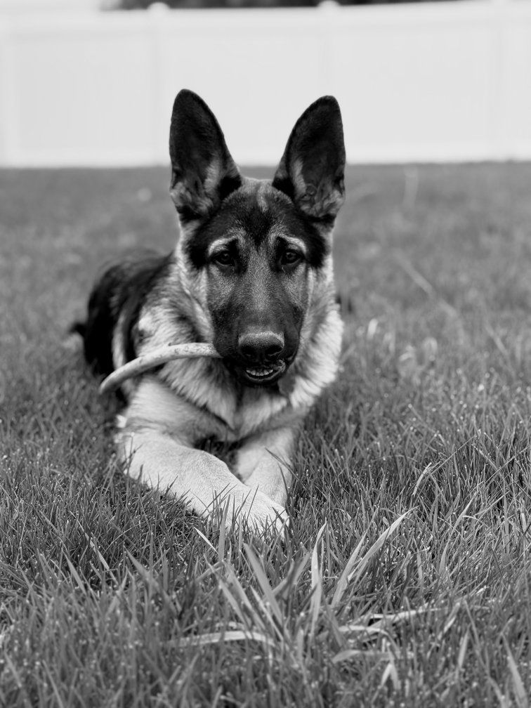 German Shepherd