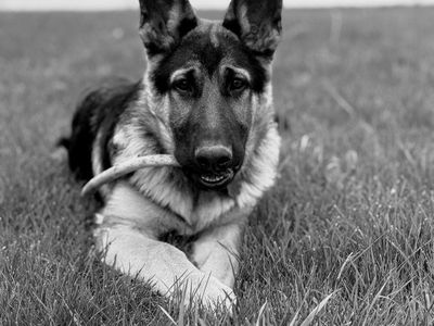 German Shepherd