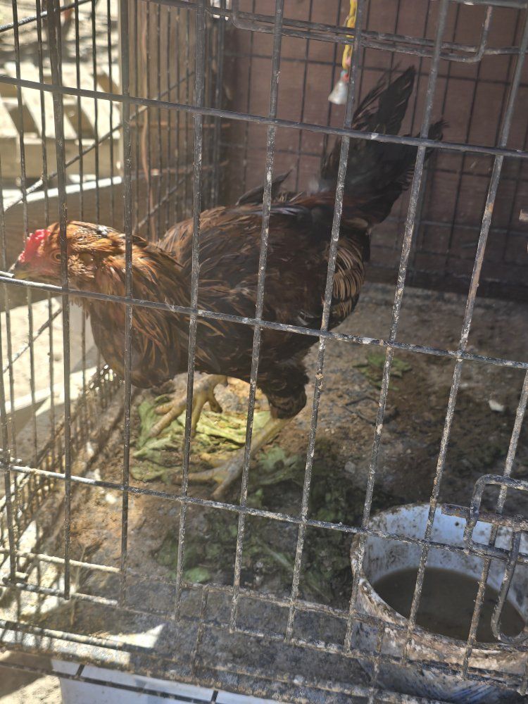 asil rooster